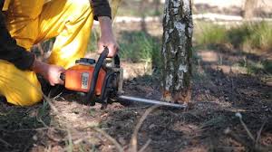 Best Tree Planting Services  in Wauchula, FL